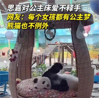 ​大熊猫思嘉对公主床爱不释手 大熊猫睡