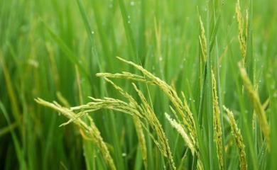 ​五常市遇强降雨 对五常大米有何影响